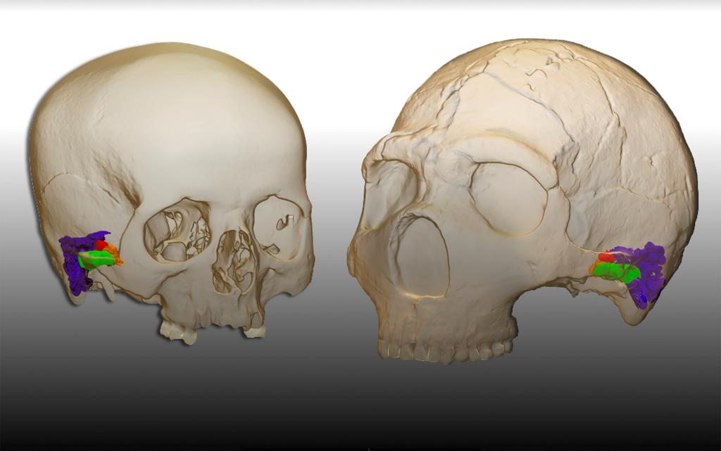 Los neandertales tenían la misma capacidad auditiva que nosotros y es posible que tuvieran un hablar similar. La primera evidencia paleontológica clara sobre el habla fuera de nuestra especie cambia el punto de vista sobre la historia evolutiva humana y cierra décadas de debate científico. (ARCHIVO) 