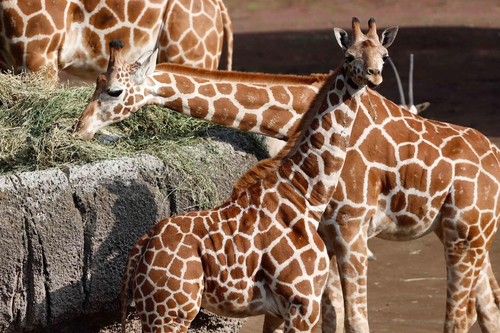 El gobierno de la Ciudad de México oficializó la reapertura de zoológicos. (ARCHIVO)