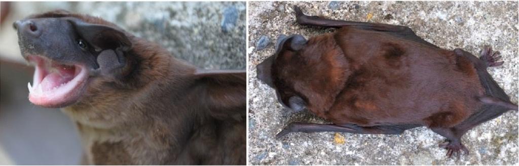 Un estudio desarrollado por varios centros de investigación ha descrito una nueva especie de murciélago en la vertiente noroeste de los Andes de Colombia, Ecuador y Perú, informó el Instituto Nacional de Biodiversidad ecuatoriano (INABIO). (ARCHIVO) 