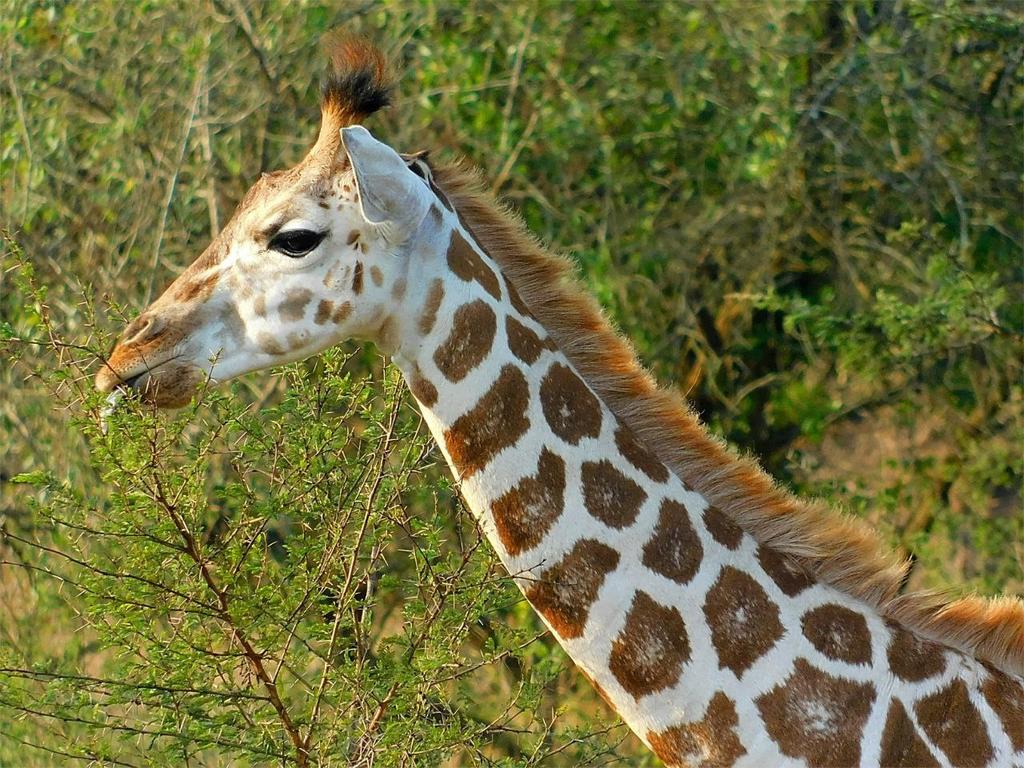 Las características fisiológicas de las jirafas son únicas. (ESPECIAL)