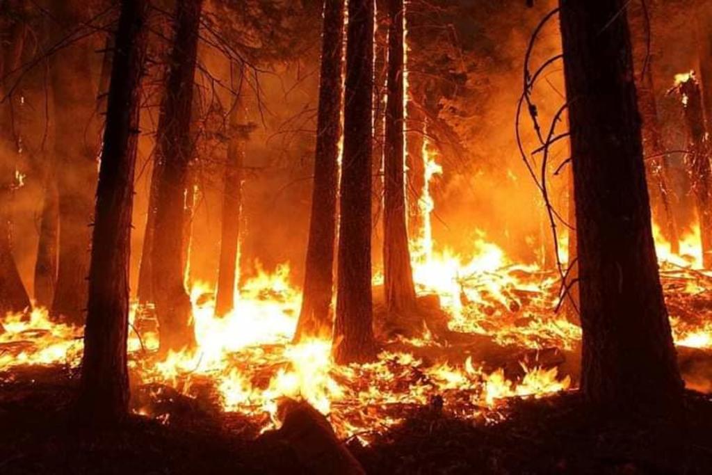 Unas mil 400 hectáreas de vegetación ha consumido en territorio estatal un incendio forestal que inició el martes en La Pinalosa, en la sierra de Arteaga, Coahuila, y por la tarde se propagó hacia la zona montañosa de Santiago, Nuevo León, en las inmediaciones de la comunidad San José de Boquillas, informó Protección Civil del estado. (EL SIGLO DE TORREÓN)
