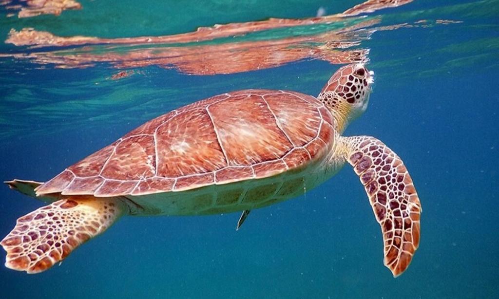 El gobierno de Madagascar, alerta sobre el consumo de tortugas marinas como de otras especies, por lo tóxico que pueda resultar (ESPECIAL) 