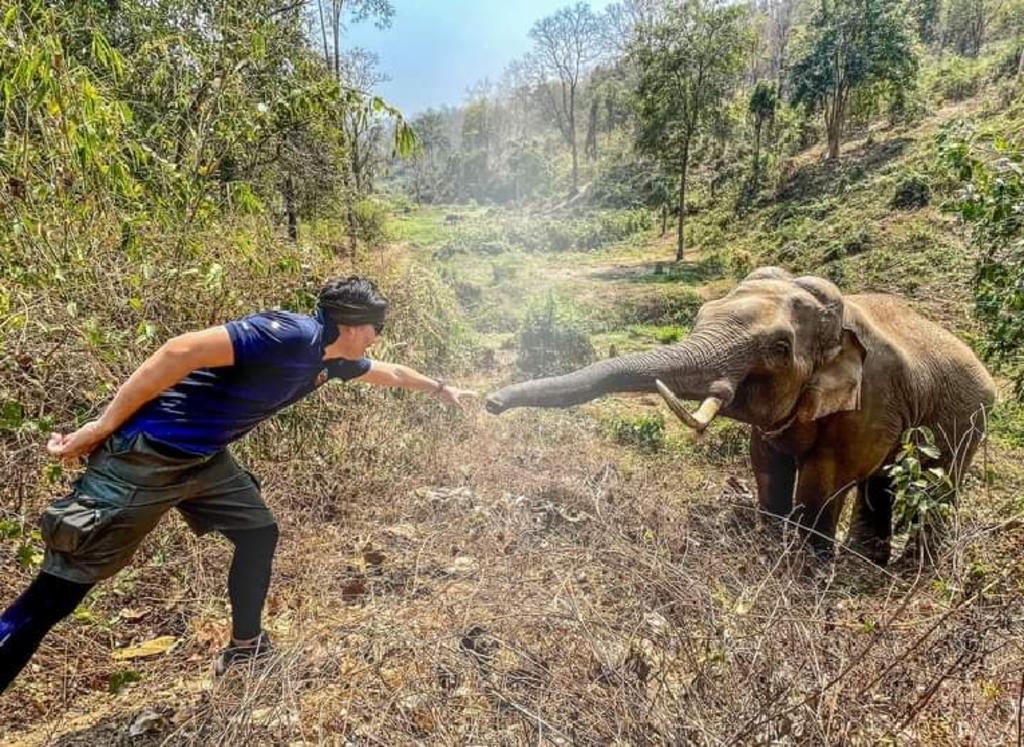 El elefante sufría una infección por un parásito, pero el veterinario lo trató y le salvó la vida. (INTERNET)
