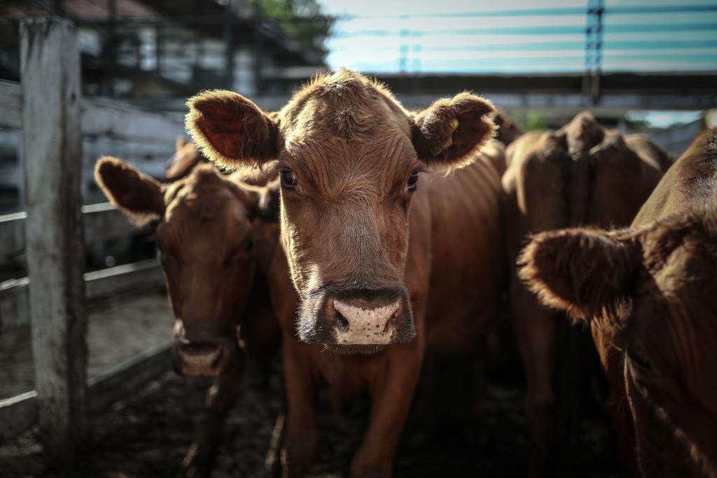 El ganado vacuno es una fuente de emisión de metano, un potente gas de efecto invernadero, pero ese problema puede reducirse hasta un 82 % añadiendo un suplemento de algas rojas en su alimentación, que no tiene efectos en el sabor de la carne o la leche, según un estudio que publica la revista PLOS. (ARCHIVO) 
