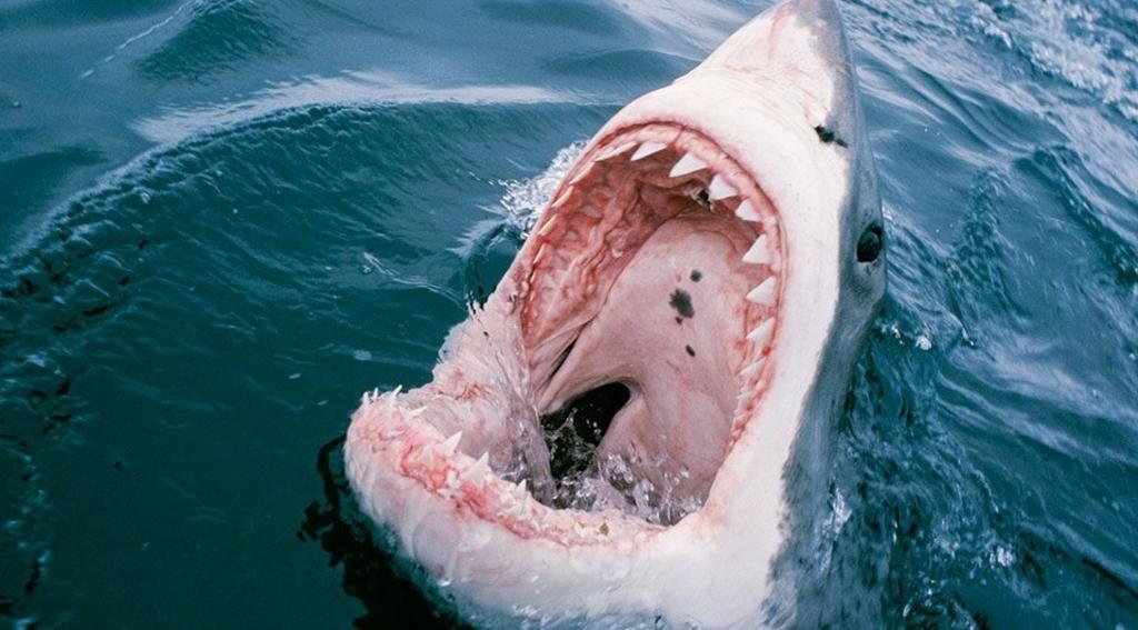 La madre del niño dijo que se percató que un tiburón gris nadaba cerca de ellos después de notar que a su hijo le faltaba un pedazo del hombro (ESPECIAL) 