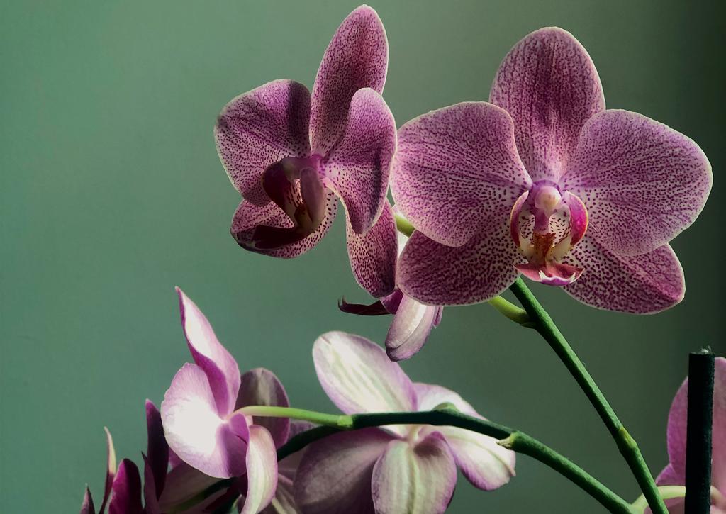 Las flores de la orquídea pueden durar semanas. (ESPECIAL)