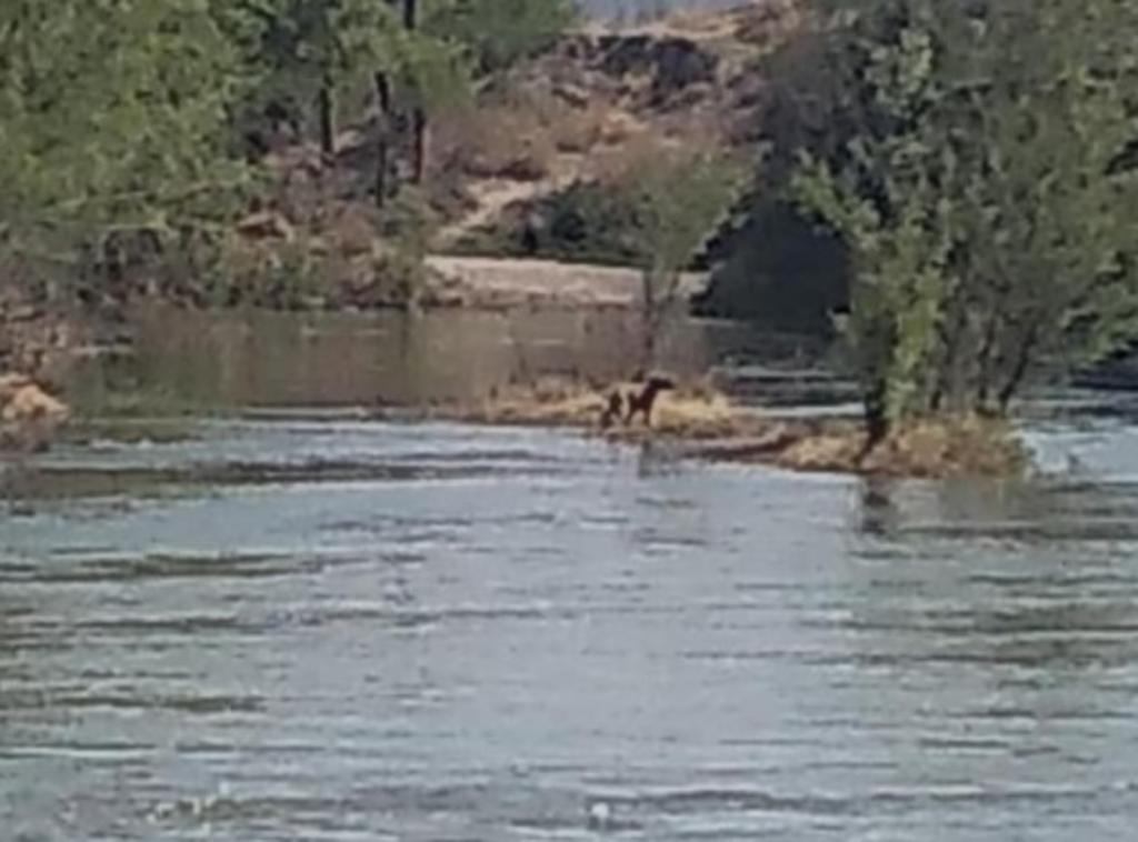 El pasado domingo por medio de redes sociales, el alcalde de la ciudad de Lerdo, Durango, compartió las imágenes del rescate de un perrito atrapado en un islote cerca de los puentes cuates. (Especial) 