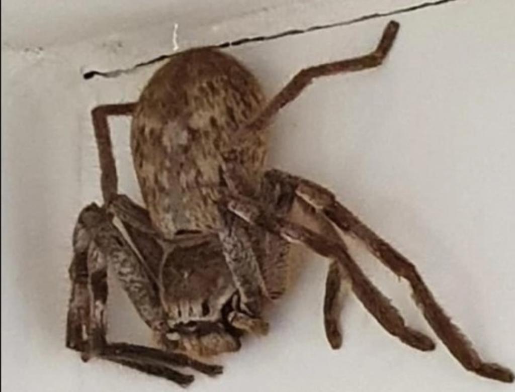 Cathy Cox, una mujer australiana, se volvió viral luego de consultar mediante su Facebook la manera de rescatar a una gran araña que descubrió en la ducha mientras ella estaba dentro. (Especial) 