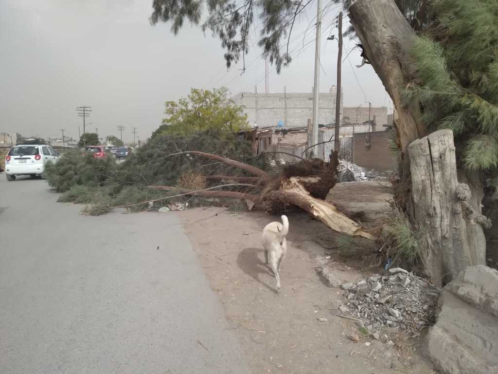 Apagones y caída de árboles en Madero y San Pedro fue el saldo de la tolvanera que se registró el lunes en la región. (EL SIGLO DE TORREÓN) 