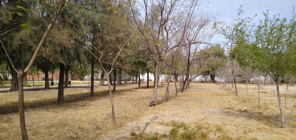 Falta riego de árboles en parque Las Auras