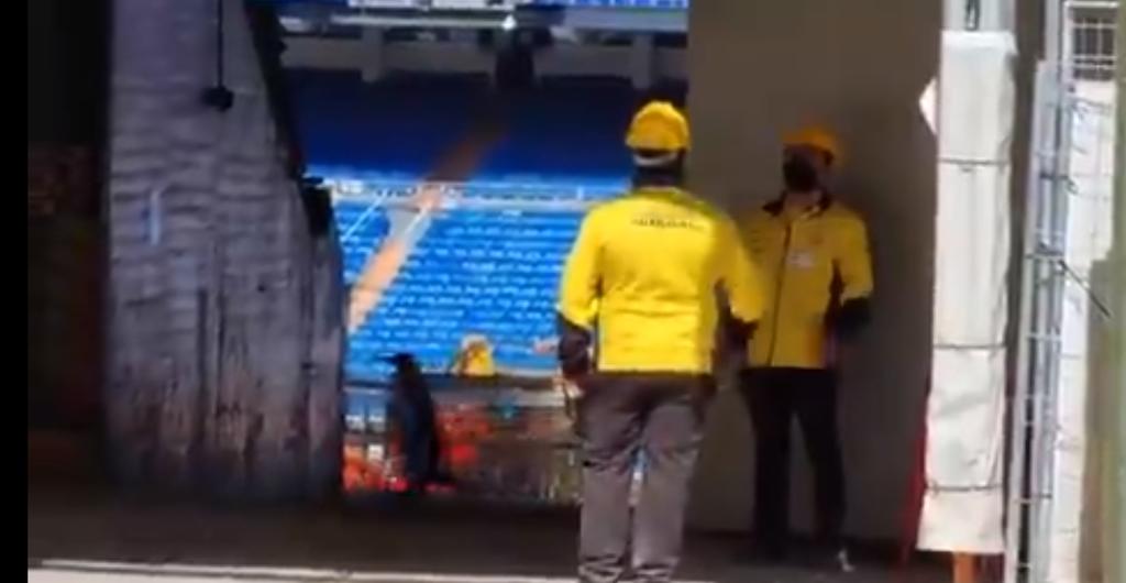 A través de redes sociales trascendió un video en el que se puede apreciar a dos pingüinos caminando de manera tranquila por el histórico recinto, campo de juego del Real Madrid. (ESPECIAL)
