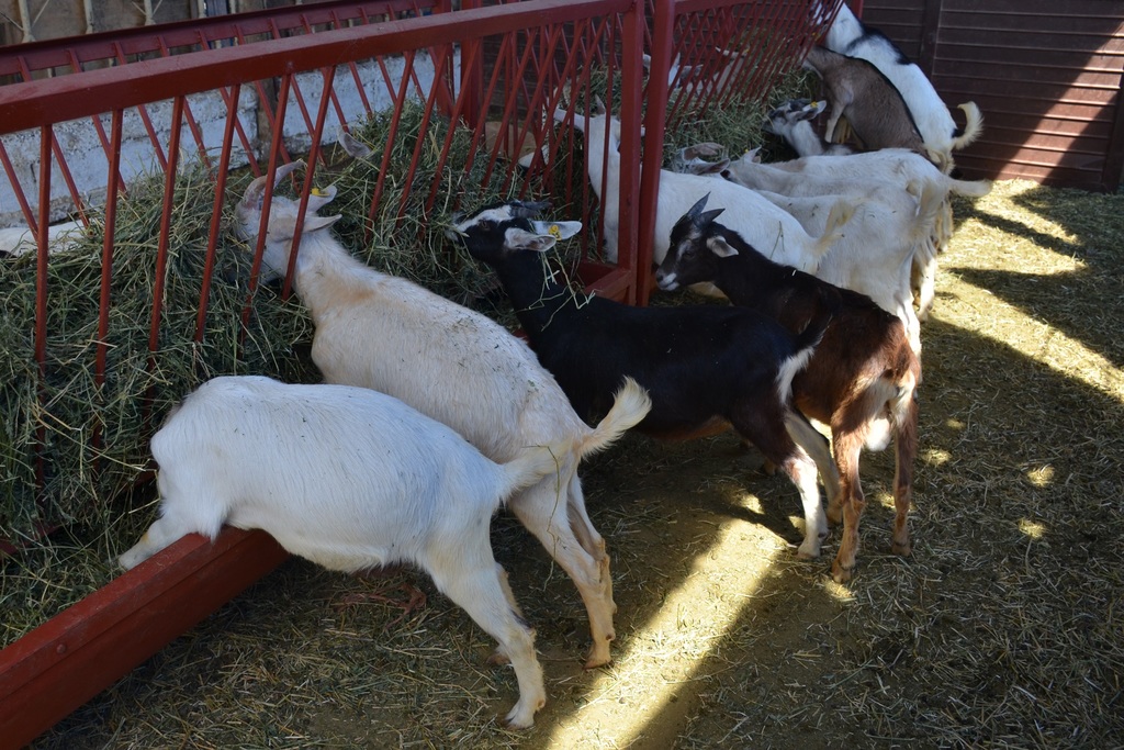 La Comarca Lagunera y el Bajío son un ejemplo de como la ganadería caprina se ha ido transformando. (EL SIGLO DE TORREÓN) 
