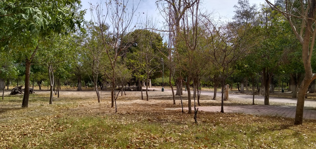 Muchos de los árboles en el Parque Las Auras, el principal pulmón de Ciudad Jardín, ya se encuentran totalmente secos y sin hojas.