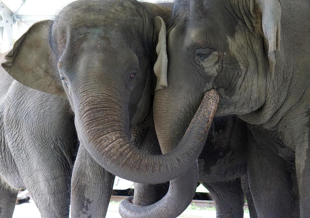 El elefante de la sabana y el elefante africano de bosque han entrado en la categoría de animales en peligro de extinción debido a la caza furtiva de marfil y a la importante pérdida de su hábitat a causa de las actividades humanas. (ARCHIVO) 
