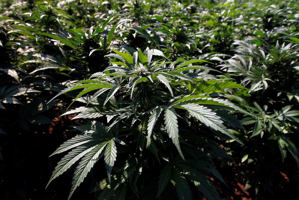 Los adultos en Virginia podrían poseer y cultivar pequeñas cantidades de marihuana a partir de julio, unos tres años antes de lo previsto, bajo cambios propuestos por el gobernador a la ley aprobada este año. (ARCHIVO) 
