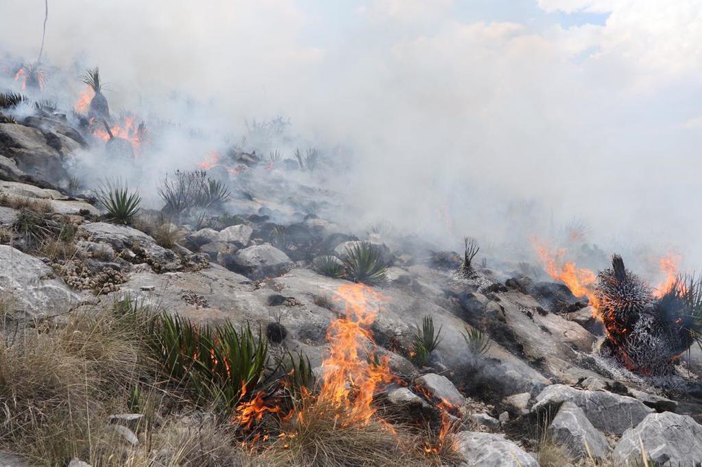 Sergio Marines indicó que entre los árboles que se vieron afectados, tras incendiarse en la Sierra de Zapalinamé, algunos contaban con hasta 70 años, de los cuales la mayoría pudo sobrevivir.
(ARCHIVO)