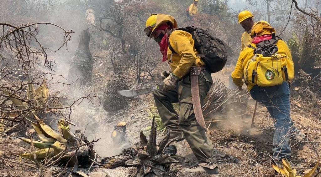 La Secretaría de Medio Ambiente del Estado (SMA) de Coahuila informó que tras las labores de combate al incendio en la Sierra de Arteaga se registra un avance del 95 por ciento en el control del incidente y un 90 por ciento en la liquidación, con una afectación estimada en 3 mil 550 hectáreas. (EL SIGLO DE TORREÓN)