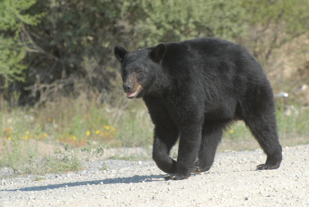 Ante el incendio, Profauna informó de avistamientos de osos que han bajado a las comunidades.