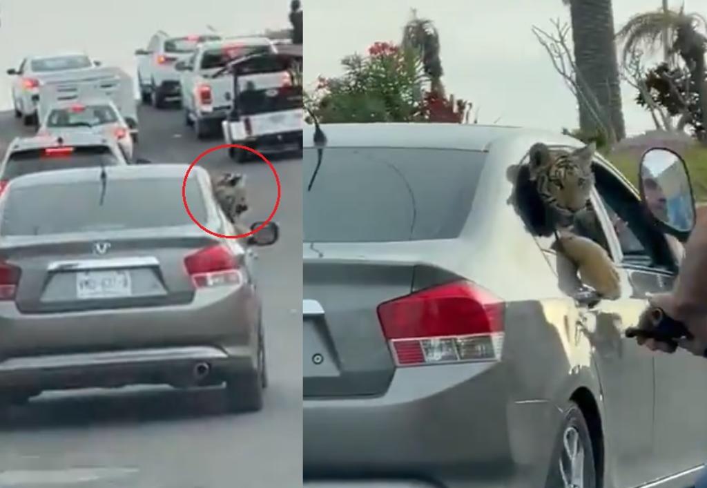 El felino fue captado asomándose por la ventanilla trasera de un automóvil cerca del malecón de Mazatlán (CAPTURA)