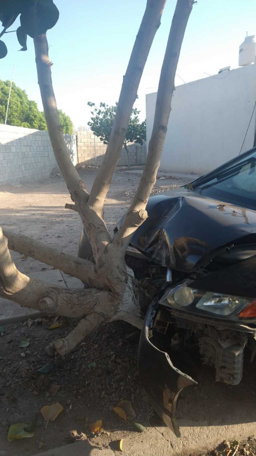 Un conductor abandonó su vehículo tras impactar un árbol en la colonia Loma Real de la ciudad de Torreón. (EL SIGLO DE TORREÓN)