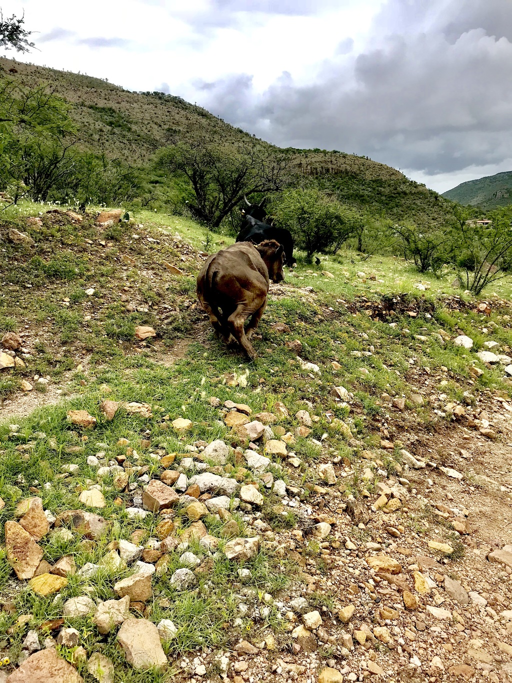 Se registra mortandad de ganado en zonas de Durango debido a la prolongada ausencia de lluvias.