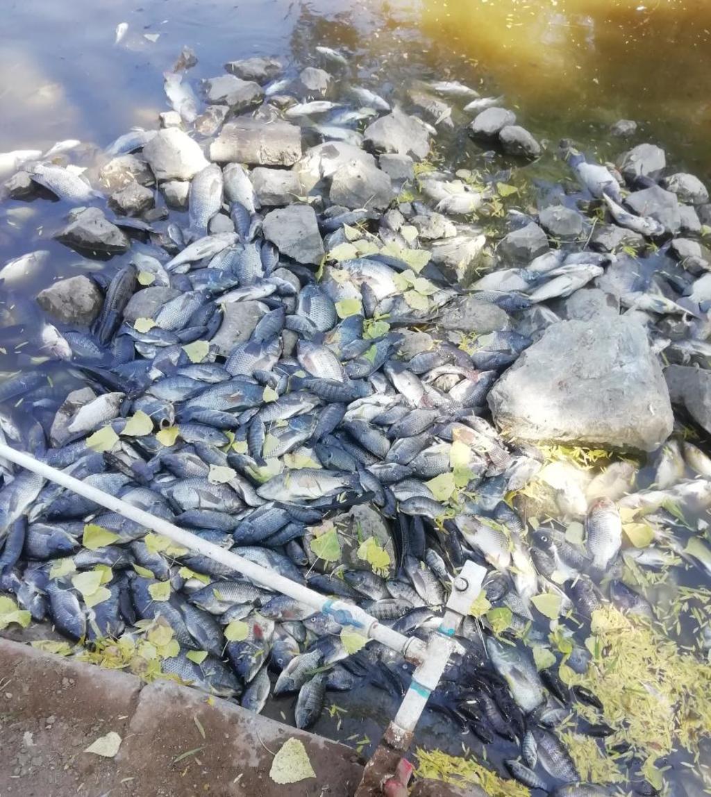 La semana pasada los usuarios y visitantes del parque notaron una acumulación de peces flotando en las aguas del estanque. (CORTESÍA)