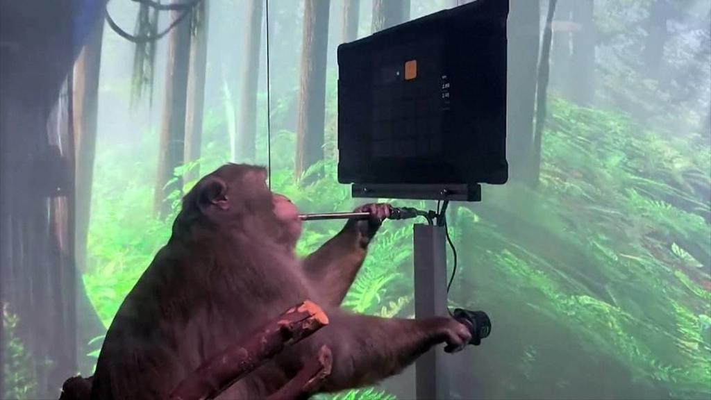 La compañía estadounidense Neuralink, de la que es fundador el propietario de Tesla y SpaceX, Elon Musk, publicó en YouTube un vídeo en que aparece un mono con un chip implantado en el cerebro jugando a un videojuego que controla desde la mente. (ESPECIAL) 
