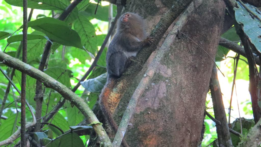 Un equipo de investigadores de varios países descubrió en la Amazonía ecuatoriana una nueva especie de leoncillo, los primates más pequeños del mundo, informó la Universidad San Francisco de Quito (USFQ). (ARCHIVO) 
