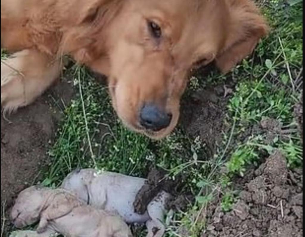En redes sociales, rompió el corazón de miles una perrita Golden Retriever que se negaba a soltar a sus cachorros sin vida luego de que murieran durante el parto. (Captura) 