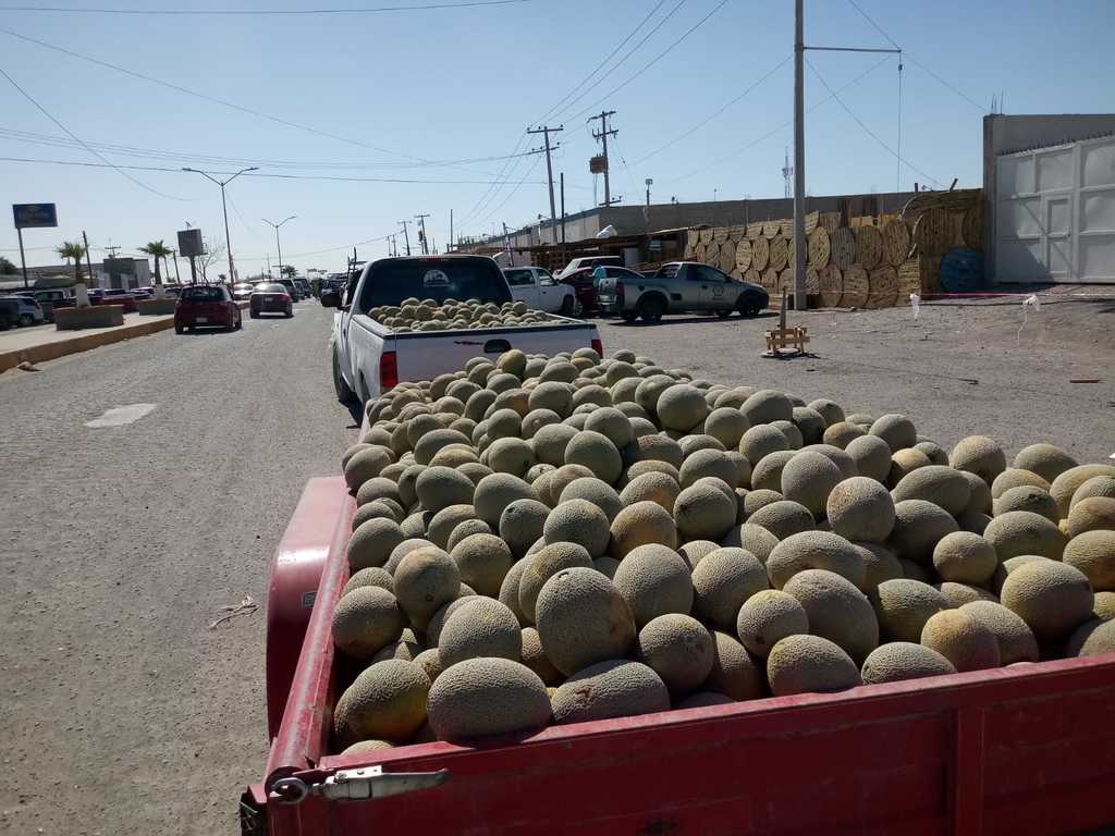 El precio del melón ha bajado de 14 a 8 pesos el kilo en Las Meloneras, aunque sigue siendo un precio justo y con ganancia para todos. (EL SIGLO DE TORREÓN) 
