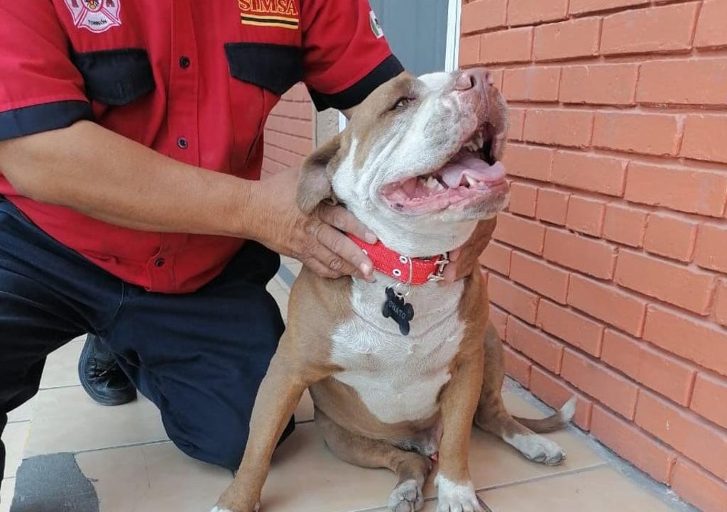 Hace años, el 'Chato' era utilizado para peleas de perros clandestinas antes de ser rescatado por elementos de la policía en Torreón (ESPECIAL) 
