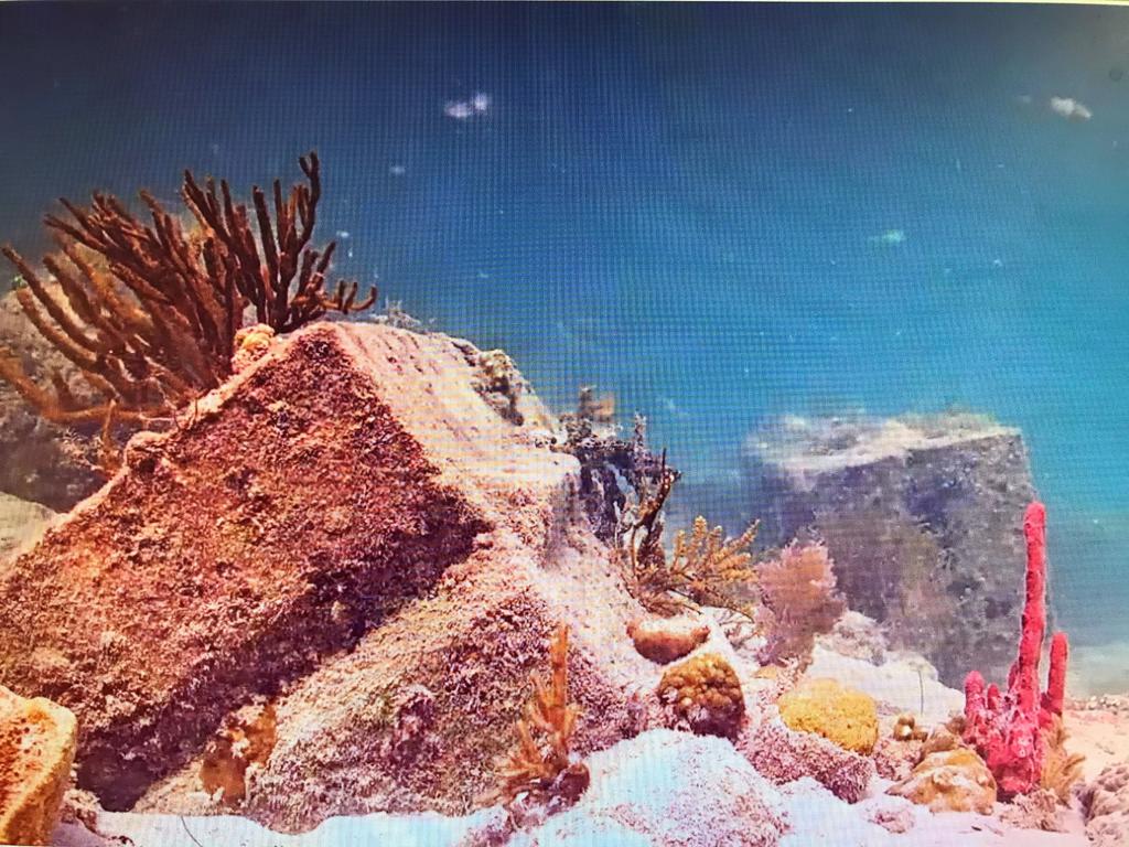 Científicos del Centro de Regulación Genómica (CRG) de Barcelona, de la Universidad de Haifa y del Instituto Weizmann (Israel) han descubierto 40 tipos de células, entre ellas algunas inmunes, en el 'Stylophora pistillata', un coral pétreo formador de arrecifes de los océanos indopacíficos. (ARCHIVO) 