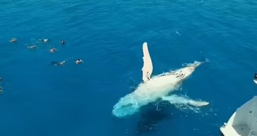 Las ballenas nadaron tranquilamente junto a los turistas (CAPTURA)