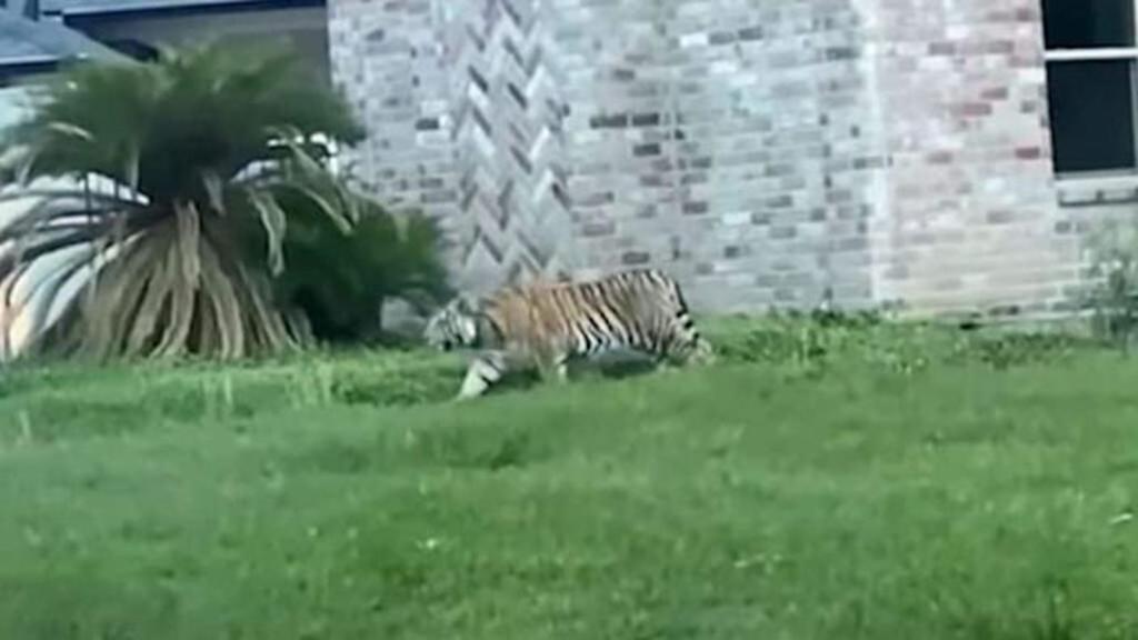 Un hombre que fue puesto en libertad bajo fianza por un cargo de homicidio volvió a ser detenido el lunes luego de que unos vecinos encontraron un tigre tratado como mascota deambulando por un vecindario de la ciudad de Houston. (ESPECIAL) 
