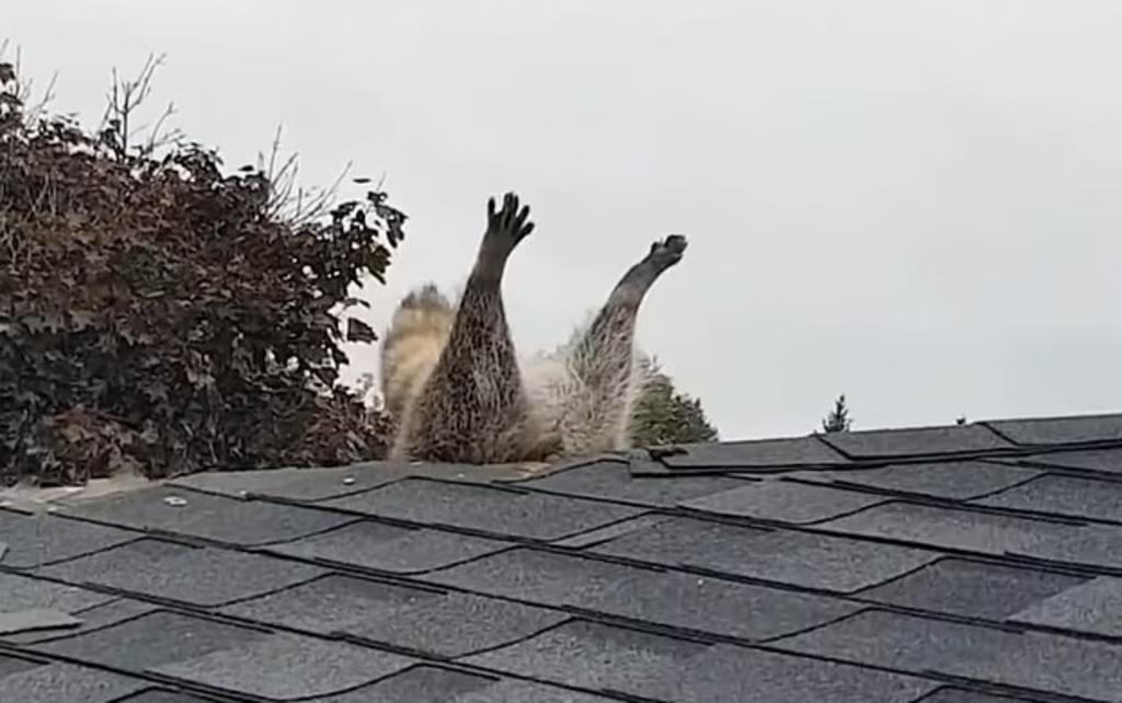 El mapache quedó 'patas arriba' al atorarse en el hueco de una casa en Canadá (CAPTURA) 