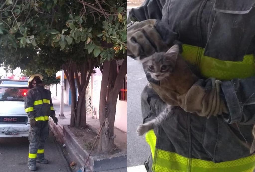 La mascota se vio atrapada en lo alto del árbol con dificultades para bajar, lo que originó que los elementos de bomberos de Torreón tuvieran que intervenir en su rescate (FACEBOOK) 