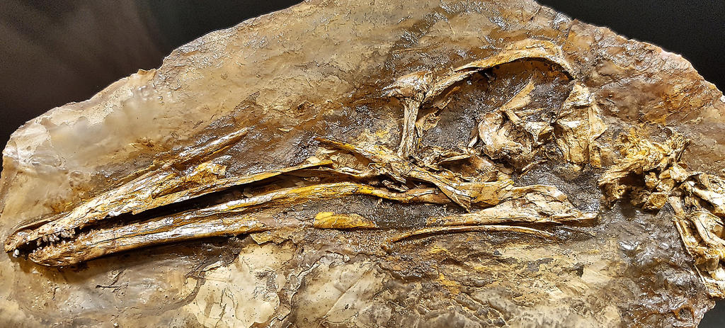 Un detallado estudio anatómico de Pelecanimimus polyodon -un importante dinosaurio hallado en Cuenca (centro de España)- revela nuevos conocimientos sobre la evolución de los ornitomimosaurios, un grupo de dinosaurios terópodos emparentados con las aves modernas que habitaron Laurasia y África en el Cretácico. (ESPECIAL) 
