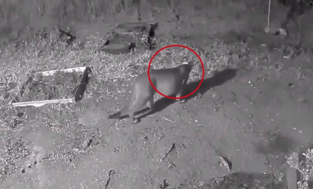 El felino fue captado merodeando en los jardines de los hogares del barrio de Bernal Heights, en San Francisco, California (CAPTURA) 