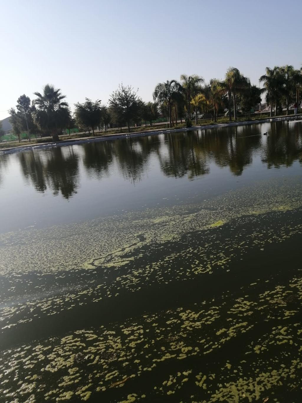 Lagos. Se dio a conocer que los lagos del parque ya están recibiendo mantenimiento y se mantienen limpios. Piden no arrojar basura.