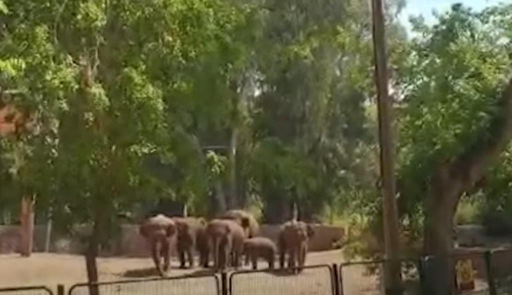 Al escuchar las sirenas, los elefantes rodearon a la cría para protegerla (CAPTURA) 
