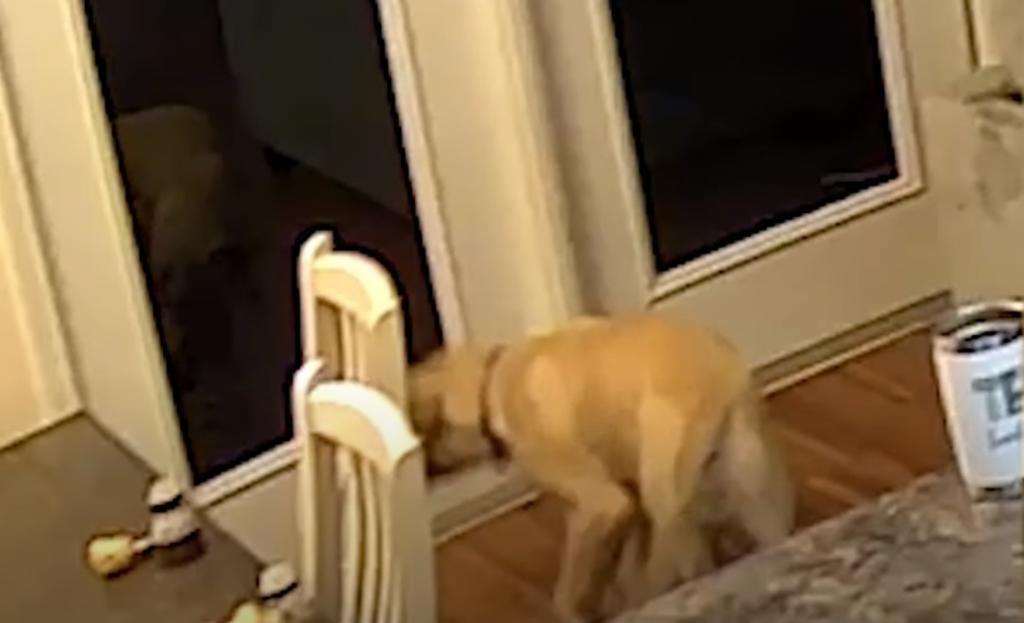 Al ver su propio reflejo en el cristal, el animal salió corriendo asustado (CAPTURA) 