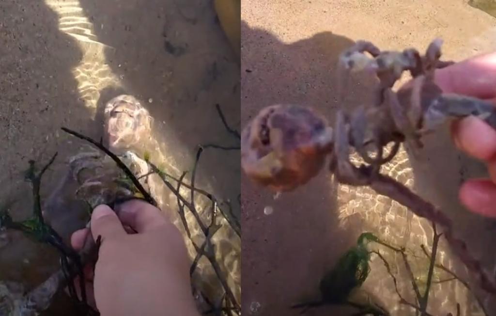 El supuesto esqueleto fue encontrado a la orilla del mar (ESPECIAL) 