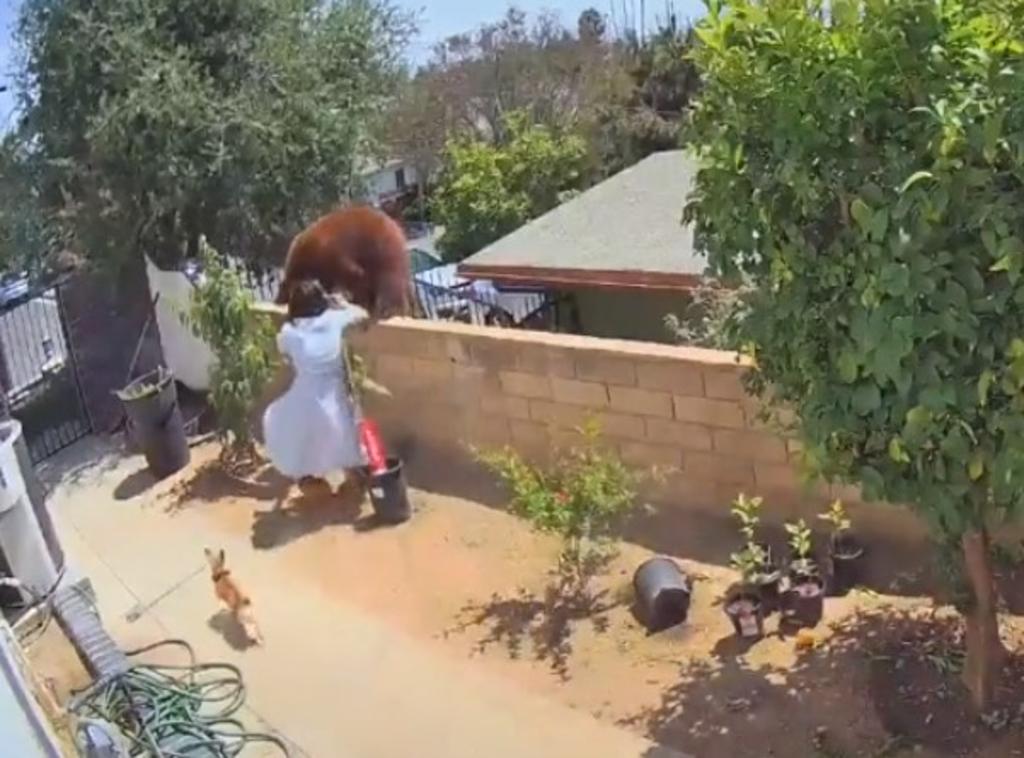 Esta semana en TikTok, se volvió viral el video de una joven adolescente confrontando a un oso en su hogar, luego de que éste intentara atacar a sus perros.  (TIKTOK)