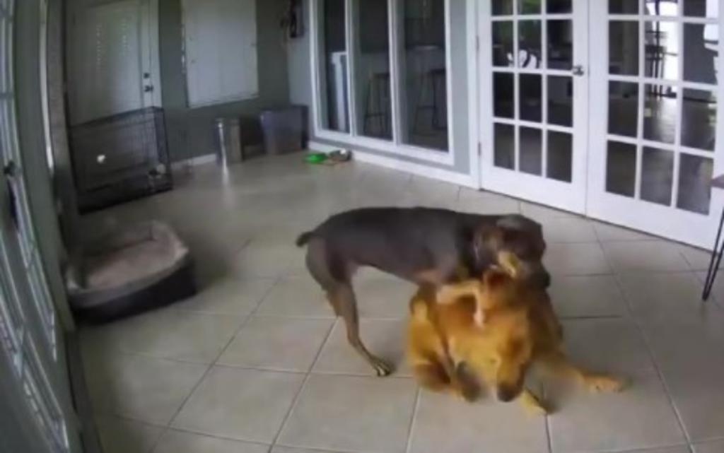 En redes sociales surgió el adorable video en el que un perrito Catahoula salva a su compañero, Golden Retriever de una convulsión por epilepsia en casa. (Especial) 