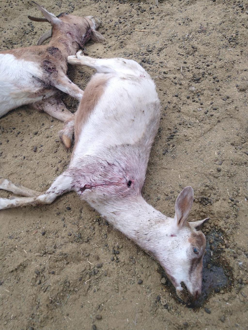 Nuevamente aparecieron cabras muertas en la zona rural de Lerdo. Esta vez fueron 10 y hasta el momento no se ha identificado al animal que las atacó. (EL SIGLO DE TORREÓN)