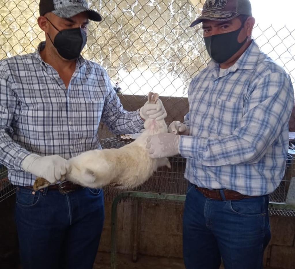 La dirección de Desarrollo Rural en el municipio de Lerdo continúa aplicando la vacuna gratuita a conejos contra la enfermedad hemorrágica viral tipo 2 que ataca a estos animales. (DIANA GONZÁLEZ)