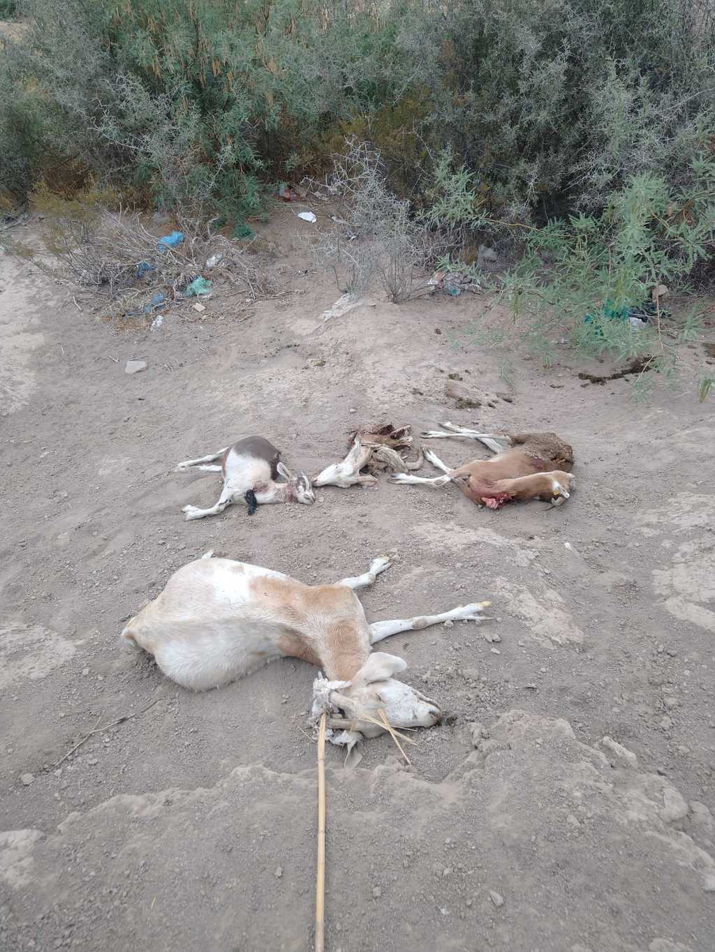 En 16 meses han muerto 52 animales como cabras y borregas en Lerdo en causas no esclarecidas