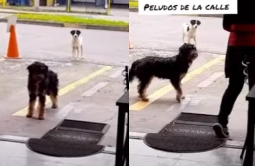 Los empleados del restaurante les brindaron alimento a los dos perritos tras verlos llegar (CAPTURA) 