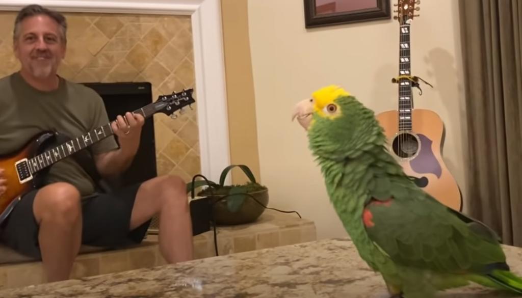 El éxito del loro ha trascendido en la red gracias a la interpretación de diversos temas clásicos del rock (CAPTURA) 