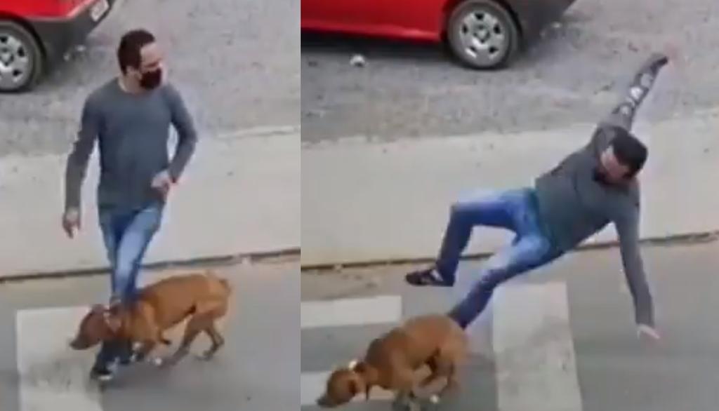 Cuando el hombre se disponía a cruzar la calle, fue sorprendido por el perro que apareció corriendo repentinamente, 'atropellando' y tumbando al sujeto en el acto  (CAPTURA) 